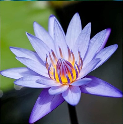 CYBEXIS VVI-38 - Swarf Lotus/Water Lily - (90 Seeds) Seed(90 per packet)