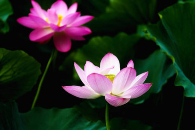 Vignaya lotus,kamal gatta Seed(14 per packet)