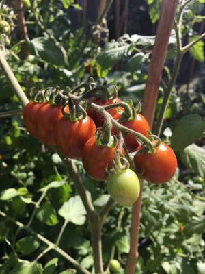 Cosmos tomato Seed(120 per packet)