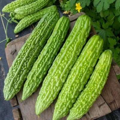 BJUBAS Hybrid bitter gourd seeds for plant PACK OF 82 Seed(82 per packet)