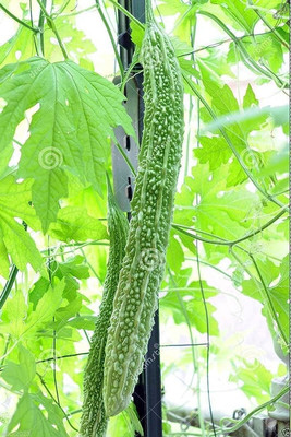 Paudhaa F1 BEST QUALITY BITTER GOURD SEEDS Seed(28 per packet)