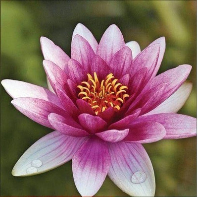 CYBEXIS XLL-18 - Aquatic Hardy Water Lily Lotus - (270 Seeds) Seed(270 per packet)