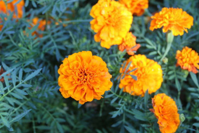 Digikida marigold/gende ka phool flower seeds Seed(50 per packet)