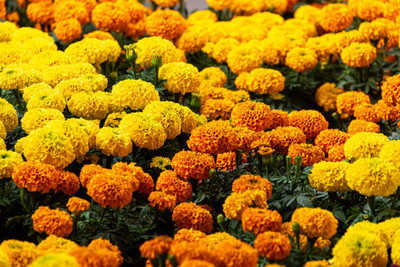 Just Jaivik marigold/gende ka phool flower seeds Seed(50 per packet)