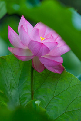 JimLax lotus,kamal gatta Seed(11 per packet)