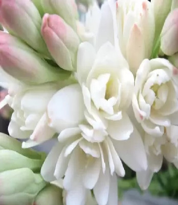 BDSresolve Soft fragrance Double petal tuberose/Rajanigandha flower bulbs Seed(6 per packet)