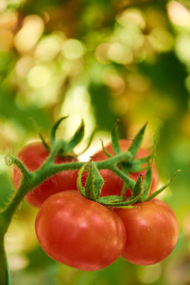 prev tomato Seed(95 per packet)