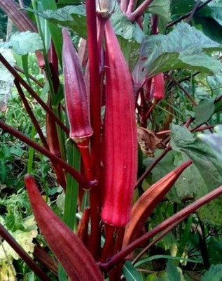 Flipkart SmartBuy Bhendi Okra Red Seed(30 per packet)