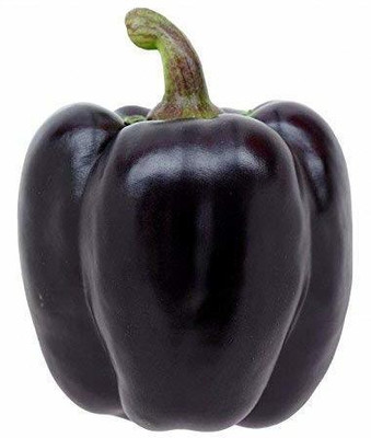 VibeX Capsicum Seeds Seed(200 per packet)