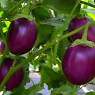 CRGO ™ AFC-139-Organic Desi Round Brinjal Seeds Seed(600 per packet)