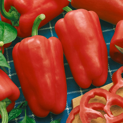 KNESSiN Cabernet F1 Hybrid Capsicum Seeds-[600mg] Seed(100 per packet)