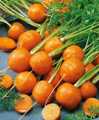 CYBEXIS GUA-83 - Red Carrot Paris Market - (2250 Seeds) Seed(2250 per packet)