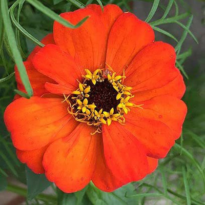 CYBEXIS NDIR-51 - Zinnia Pulcino Double Mix - (30 Seeds) Seed(30 per packet)