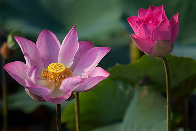 Kavya Craft lotus,kamal gatta Seed(10 per packet)