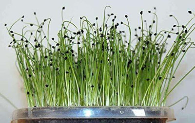 KANAYA Leek / Green Spring Onio+AN+AN5:AN37 Seed(110 per packet)