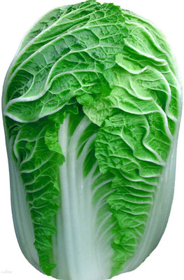 CYBEXIS Summer Heat Chinese Cabbage Seed500 Seeds Seed(500 per packet)