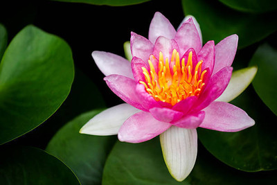 MAKHAN lotus,kamal gatta Seed(14 per packet)