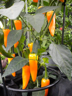 KNESSiN Orange Chilli Pepper mixed pack Seeds Seed(200 per packet)