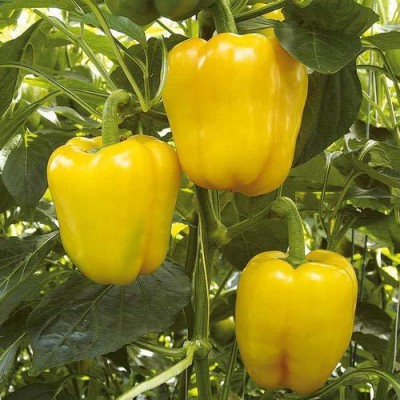 CYBEXIS ATS-67 - Yellow Capsicum Vegetable - (150 Seeds) Seed(150 per packet)