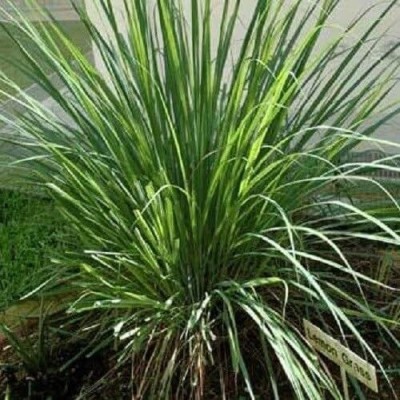 Qualtivate VVI-37 Lemon Grass (West Indian) Seed(500 per packet)