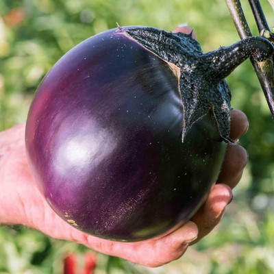 Biosnyg Abundant Yield Round Purple-Black Eggplant Brinjal ( Seeds) Seed(2000 per packet)