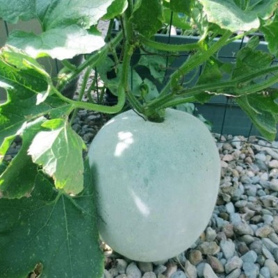 Lorvox Ash Gourd/Chalkumra/White Gourd/Peta/Wax Gourd Seed(30 per packet)