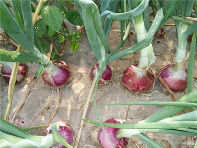 Biosnyg Disease-Resistant Red Ruby Onion Vegetable Seeds For Planting-(750 Seeds) Seed(750 per packet)