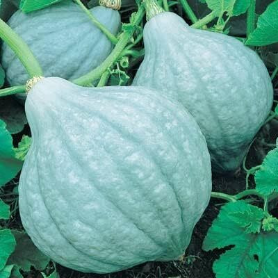 Qualtivate PUA-8A Exotic Blue Squash Seeds Seed(50 per packet)