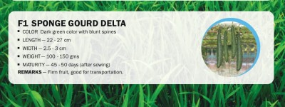 VibeX F1 SPONGE GOURD DELTA(500 Seeds) Seed(500 per packet)