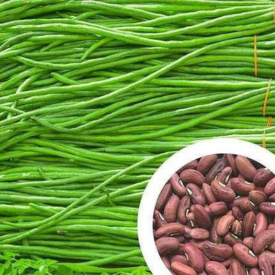 SEMINA VITA ™ Yard long Bean/Barbati Seeds for Planting, High Yield Seed Seed(114 per packet)