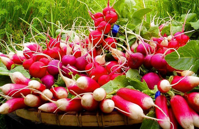 CYBEXIS Seeds of Radish French Breakfast (Raphanus Sativus)2400 Seeds Seed(2400 per packet)