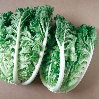 WILLVINE ROX -XVI Chinese Cabbage Seeds - Bae Moo Chae [2.5g] Seed(750 per packet)