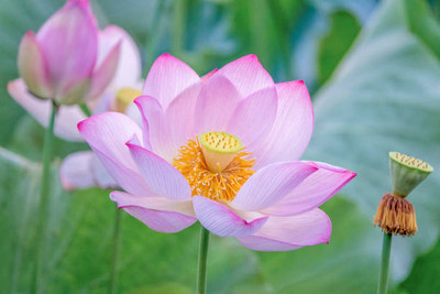 Tastism lotus,kamal gatta Seed(11 per packet)