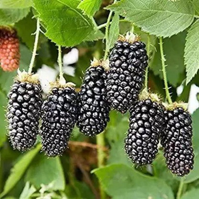 Aro MulBerry, Mulberries, Shahtoot Seed(300 per packet)