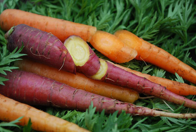 KNESSiN DLH-19 Carrot Mixed Seed(1000 per packet)
