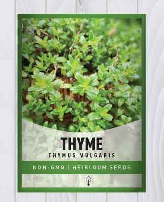 Qualtivate ICRA-7A English Common Thyme Herb Seeds Seed(50 per packet)