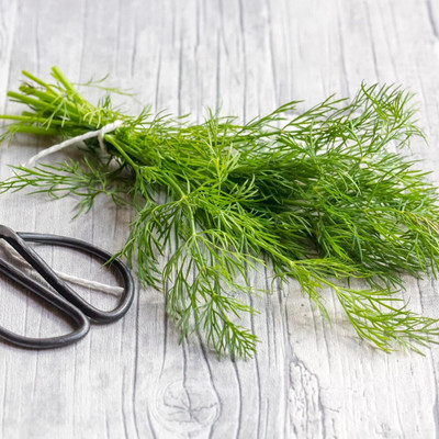 CYBEXIS NBIR-76 - Herb Dill Mammoth Giant - (2250 Seeds) Seed(2250 per packet)