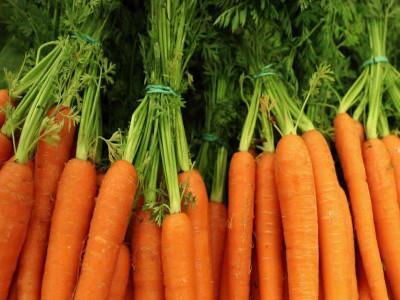KNESSiN Carrot Selection 223 Seed(2500 per packet)