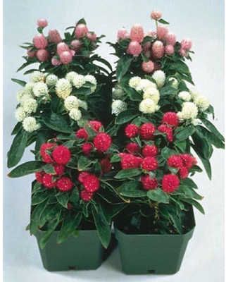 Lorvox Gomphrena Mixed Seed(110 per packet)