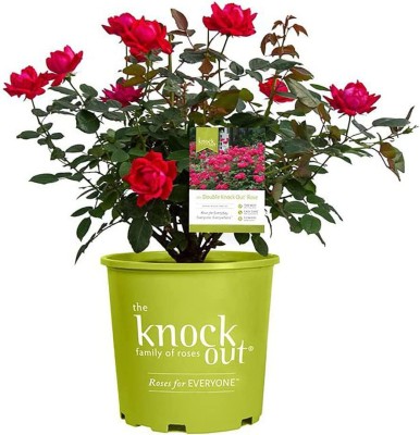 VibeX ® RXI-427 Knockout Double Rose Red Blooms Seed(50 per packet)