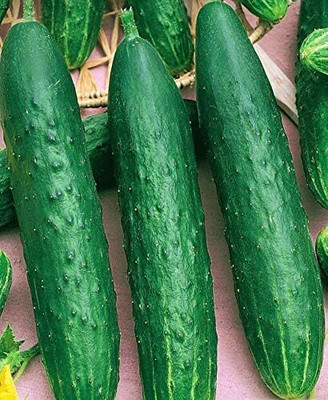 Qualtivate XXX-3A Indoor Cucumber Self-Pollinated April F2 Seed(300 per packet)