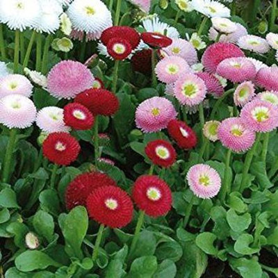 CYBEXIS DAISY F1 HYBRID SEEDS Seed(50 per packet)
