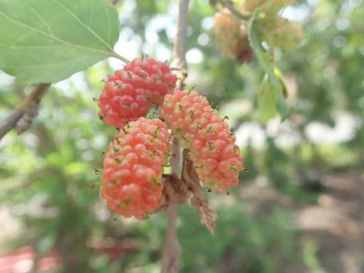 MAA LITCHI,LICHEE,LYCHEE Seed(10 per packet)