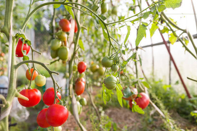 XOLDAA tomato Seed(110 per packet)