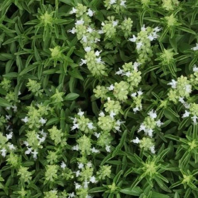 WILLVINE PAU-15 Dwarf Fine Bush Basil Minette Seed(1000 per packet)