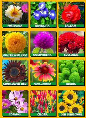 the green dotcom 10 Varieties Flower Seeds For Summer Season Seed(1350 per packet)