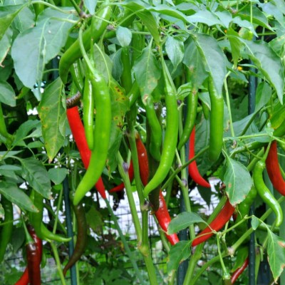 SREE chilli,hybrid mirchi,CW,Bombai mirchi seeds Seed(150 per packet)