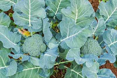 WILLVINE AGRI -IV Good Germination Broccoli Hybrid Vegetable [10g] Seed(3000 per packet)