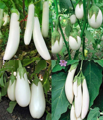 ibains Big size brinjal seed beez 33 Seed(63 per packet)