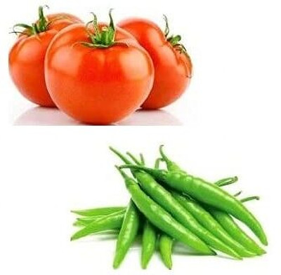 WILLVINE PUAS -VI Chilli & Tomato Seeds[10gm, 2000 Seeds] Seed(2000 per packet)